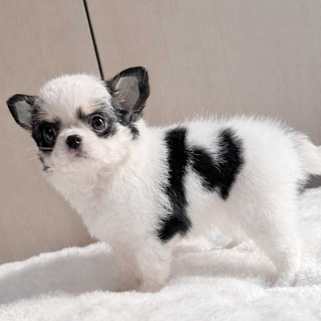 A Chihuahua puppy raised by Monarch Chihuahuas