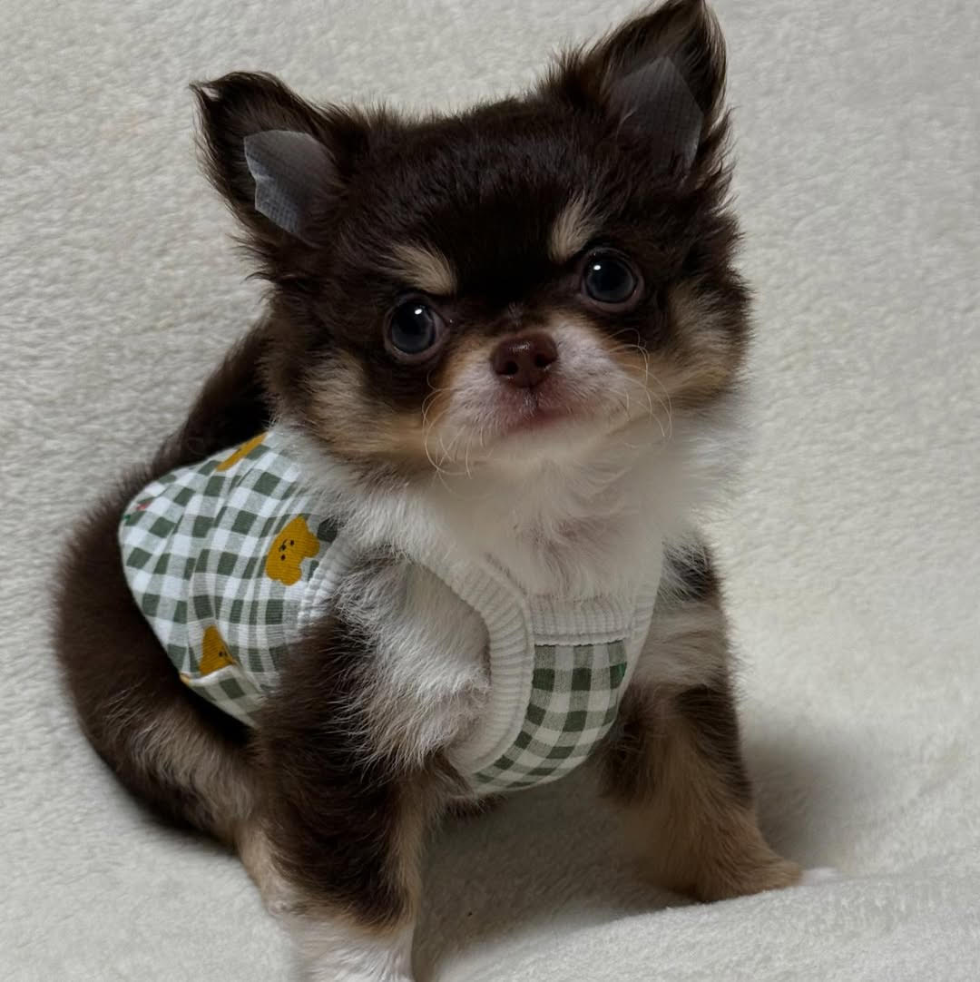 Bruno — Chihuahua