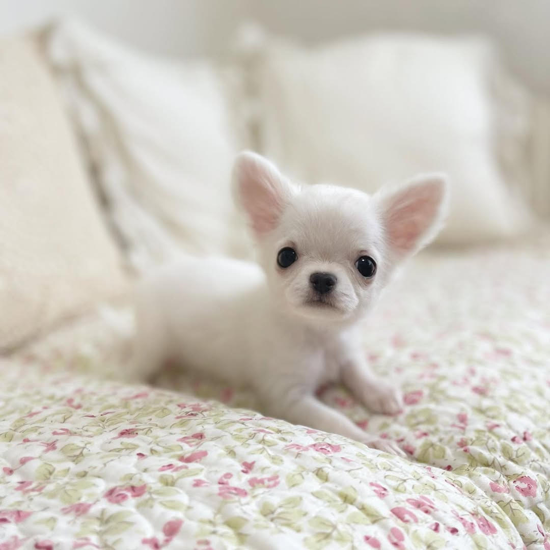 A Monarch Chihuahuas puppy