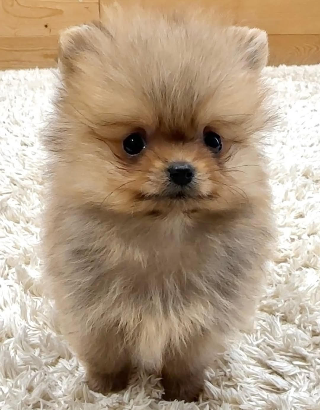 Chiquita — Chihuahua