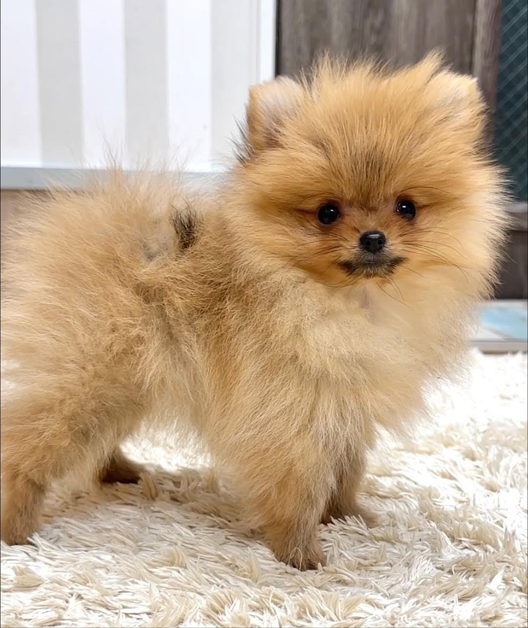 Daisy — Chihuahua
