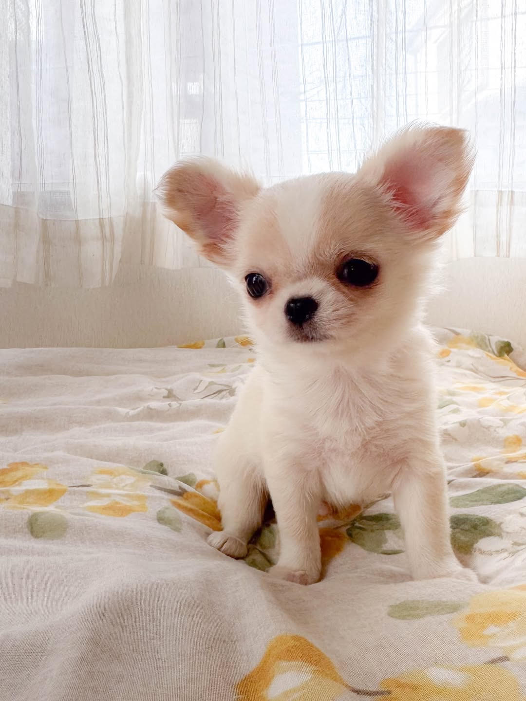 Gizmo — Chihuahua puppy