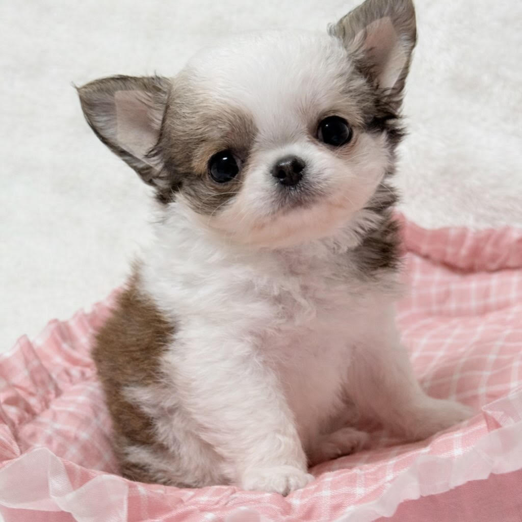 Lola — Chihuahua puppy 1