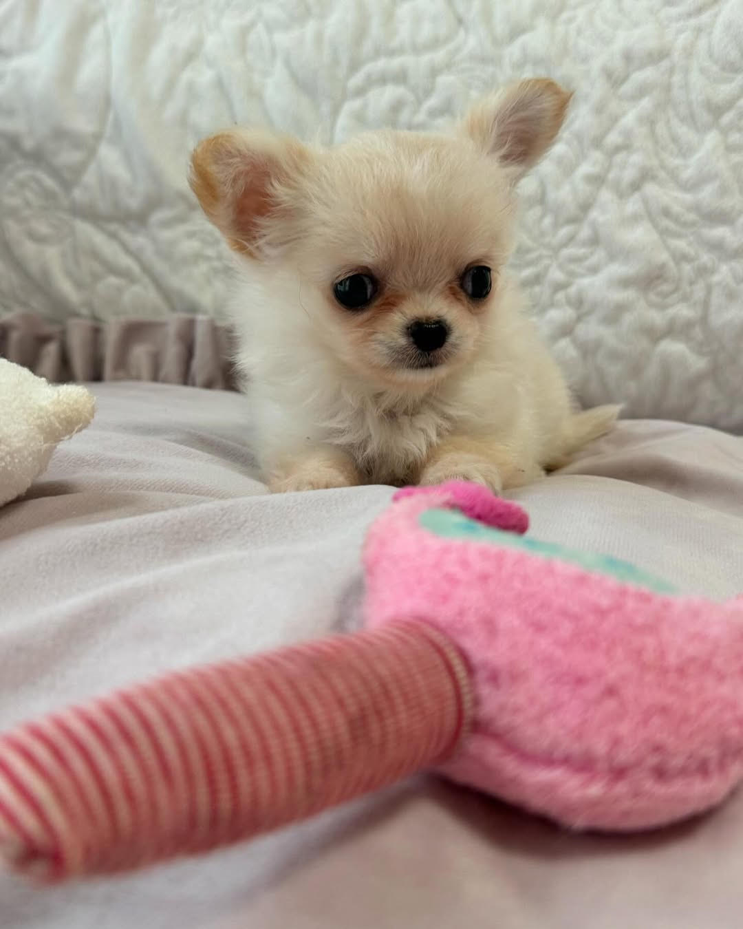 Chihuahua puppy at home with family