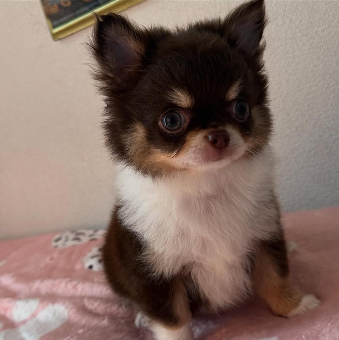 Sweet Chihuahua ready for a home