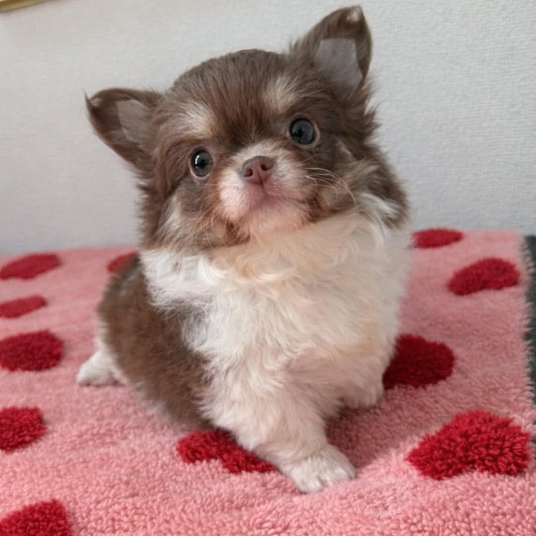 Monarch Chihuahuas — our Chihuahuas raised at home