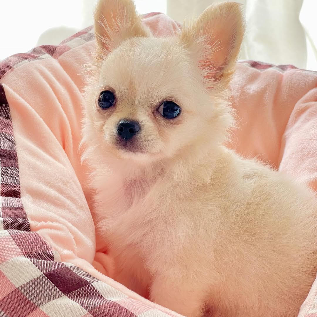 Adorable Chihuahua companion