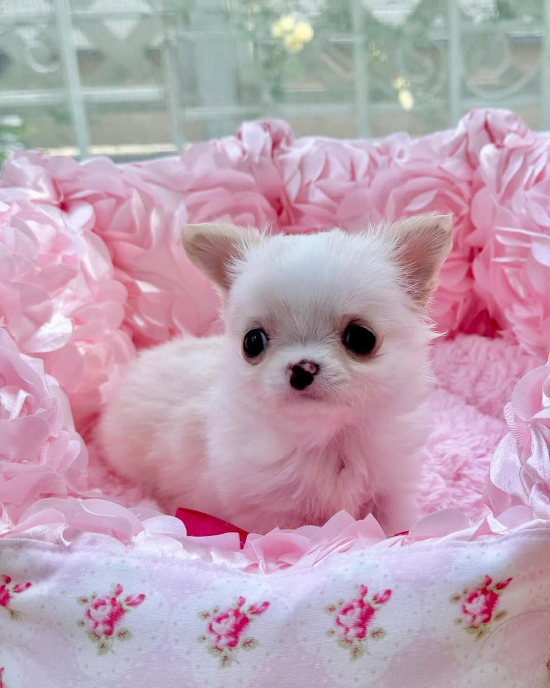 Beautiful Chihuahua from Monarch Chihuahuas